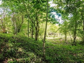 A dense forest with tall trees and underbrush.