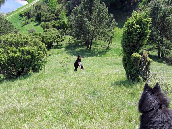 House | Property grounds