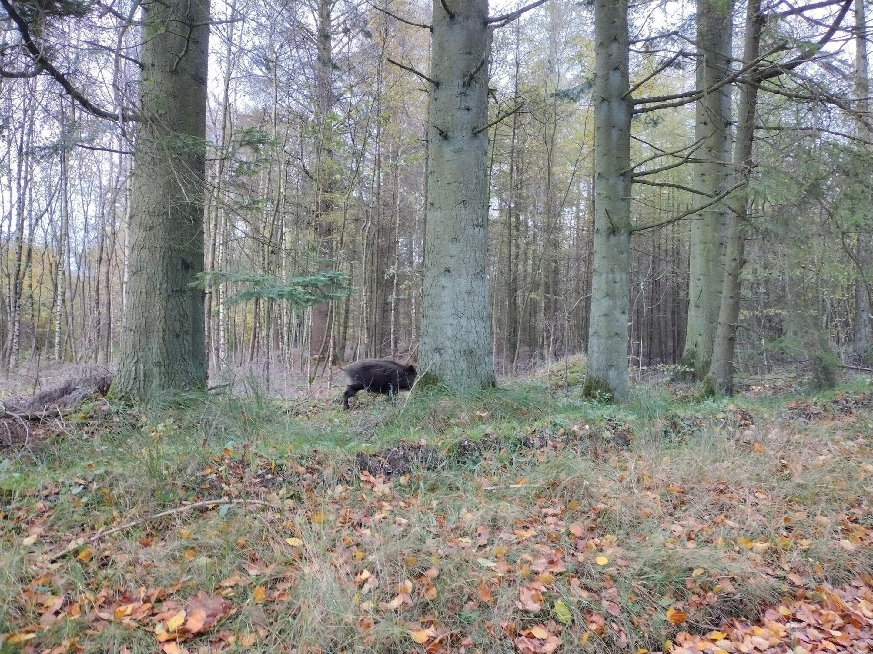 A forest with tall trees and a ground covered in fallen leaves.