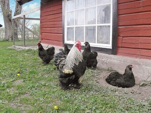 House | Miscellaneous - 6 Person Holiday Home in Hova-by Traum (Hova)