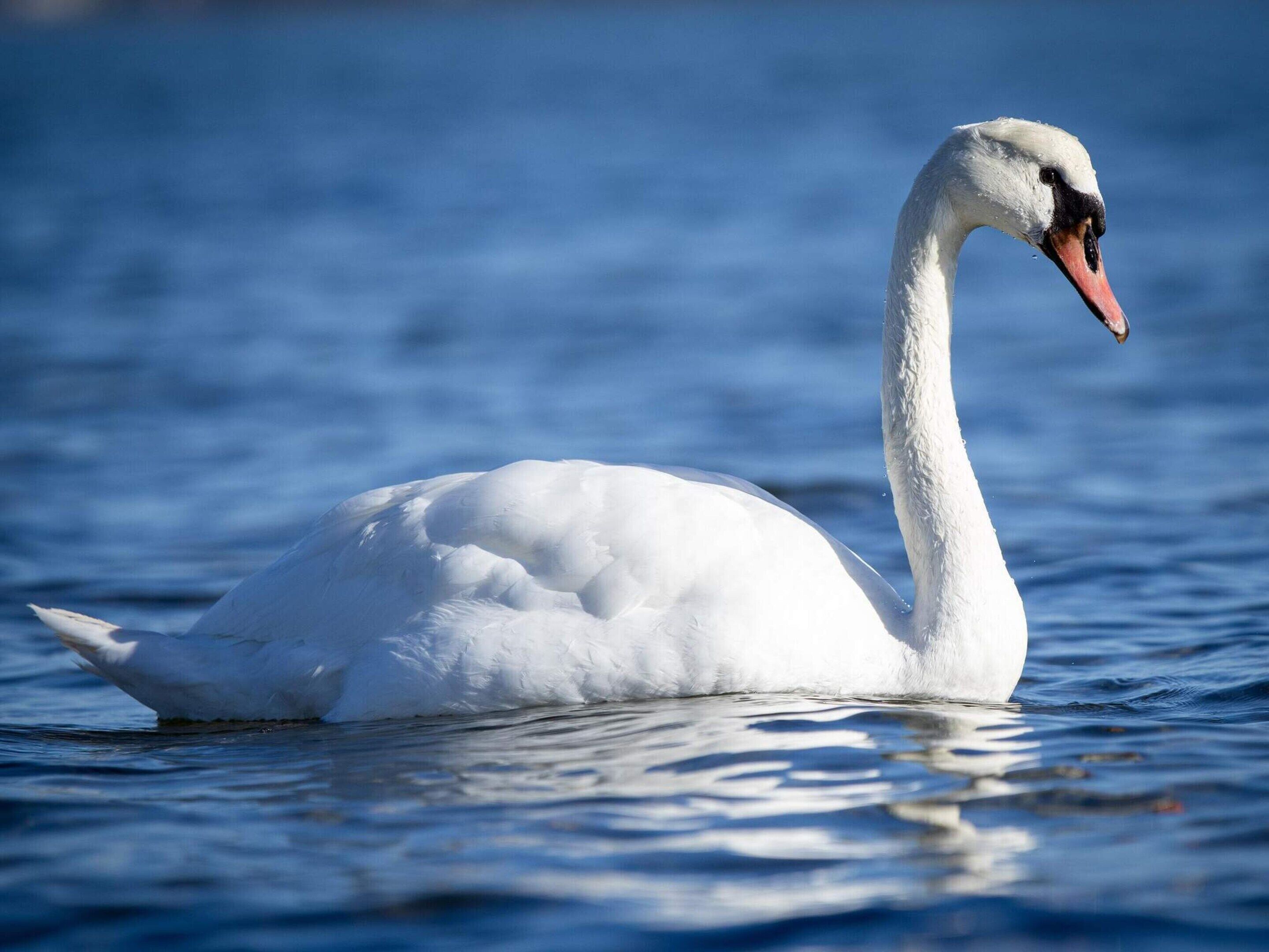 A white swan swimming in calm water.