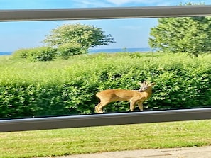 A deer standing in a grassy area with dense foliage and trees in the background. - 4 Star Holiday Home in Nysted (Nysted)