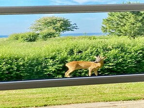 Ferienhaus | Außenbereich