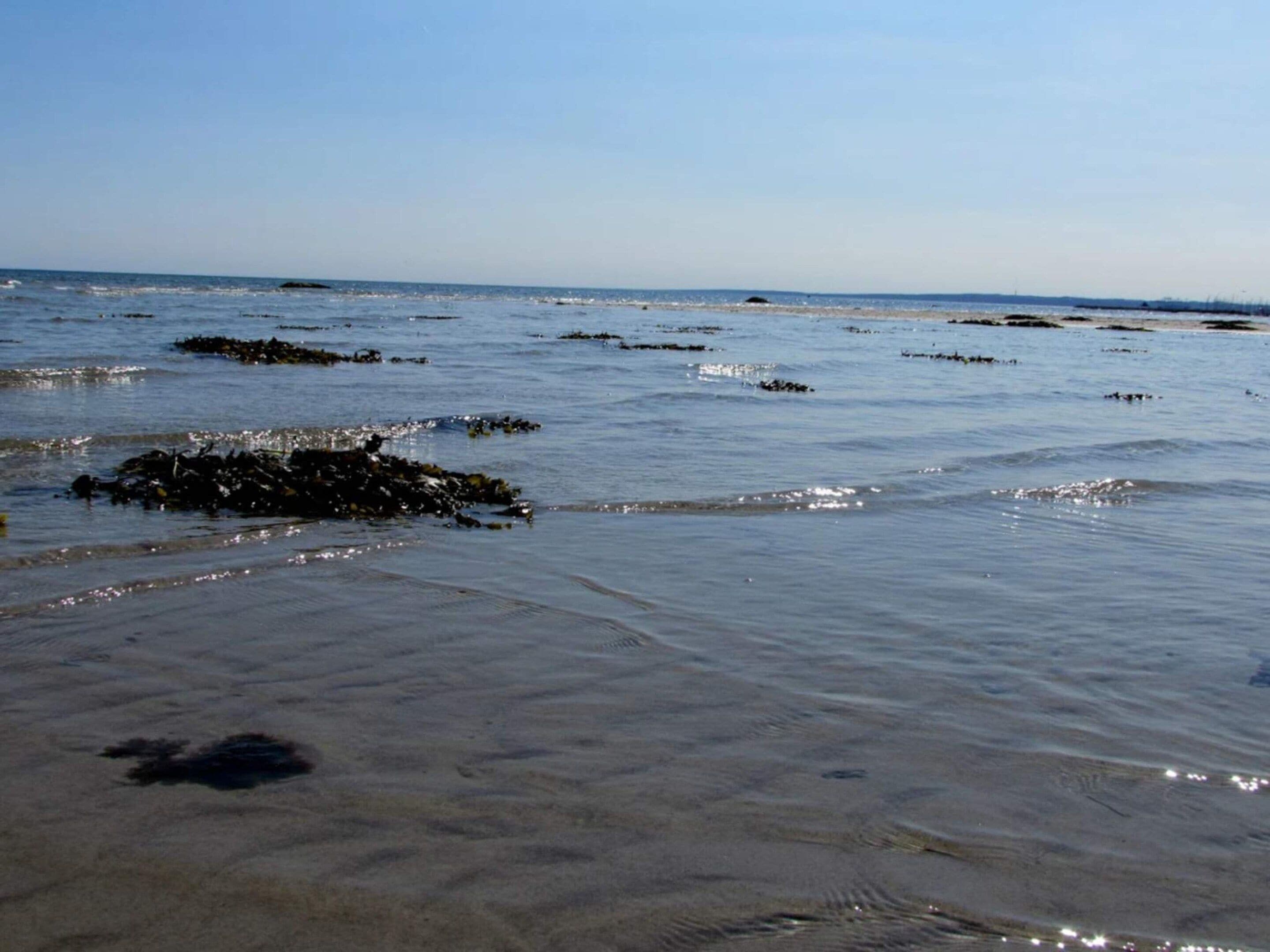 A beach with clear water and visible seaweed on the shore.