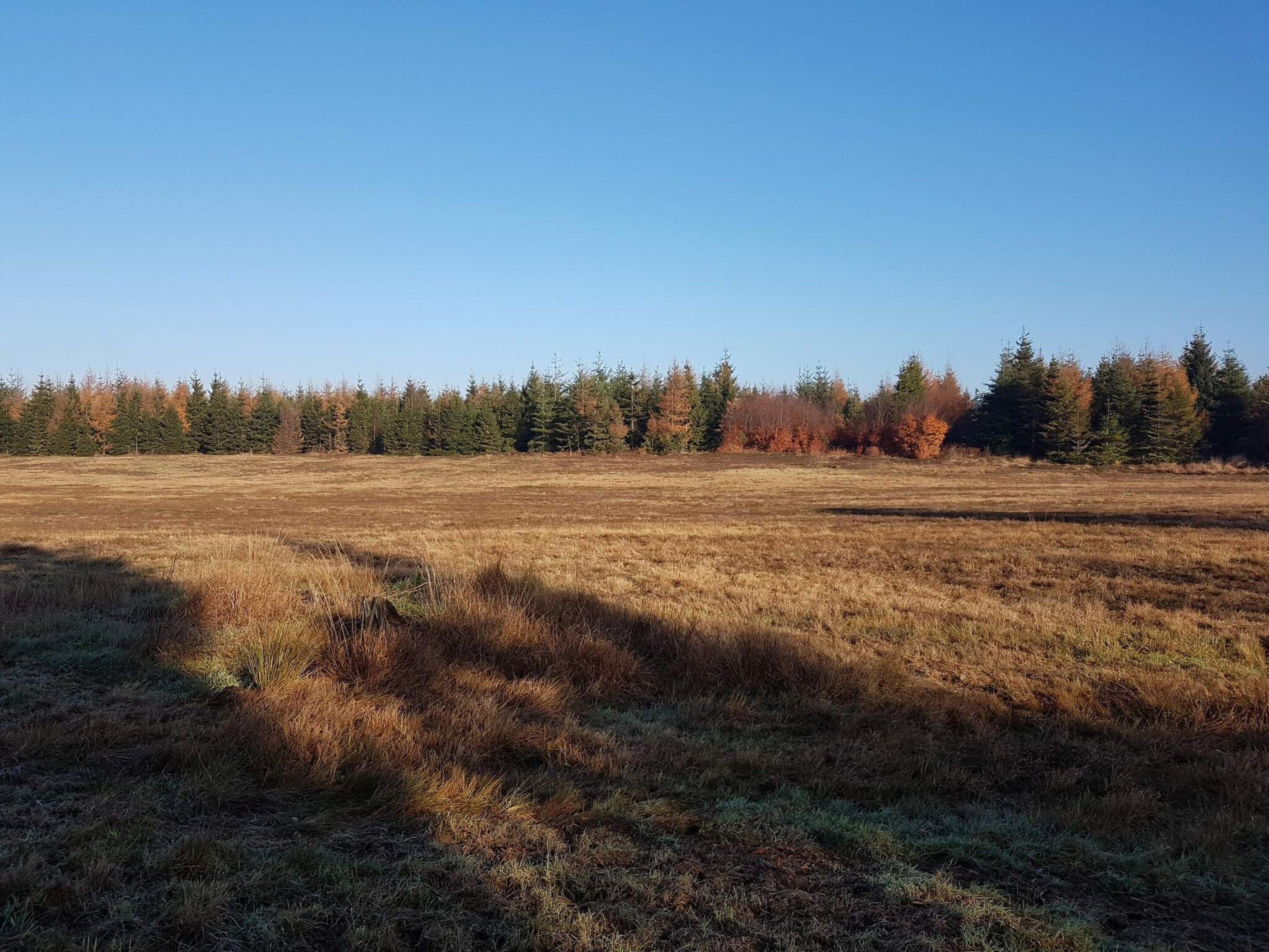 A vast open field with a line of trees in the background.