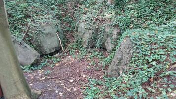 House | Property grounds