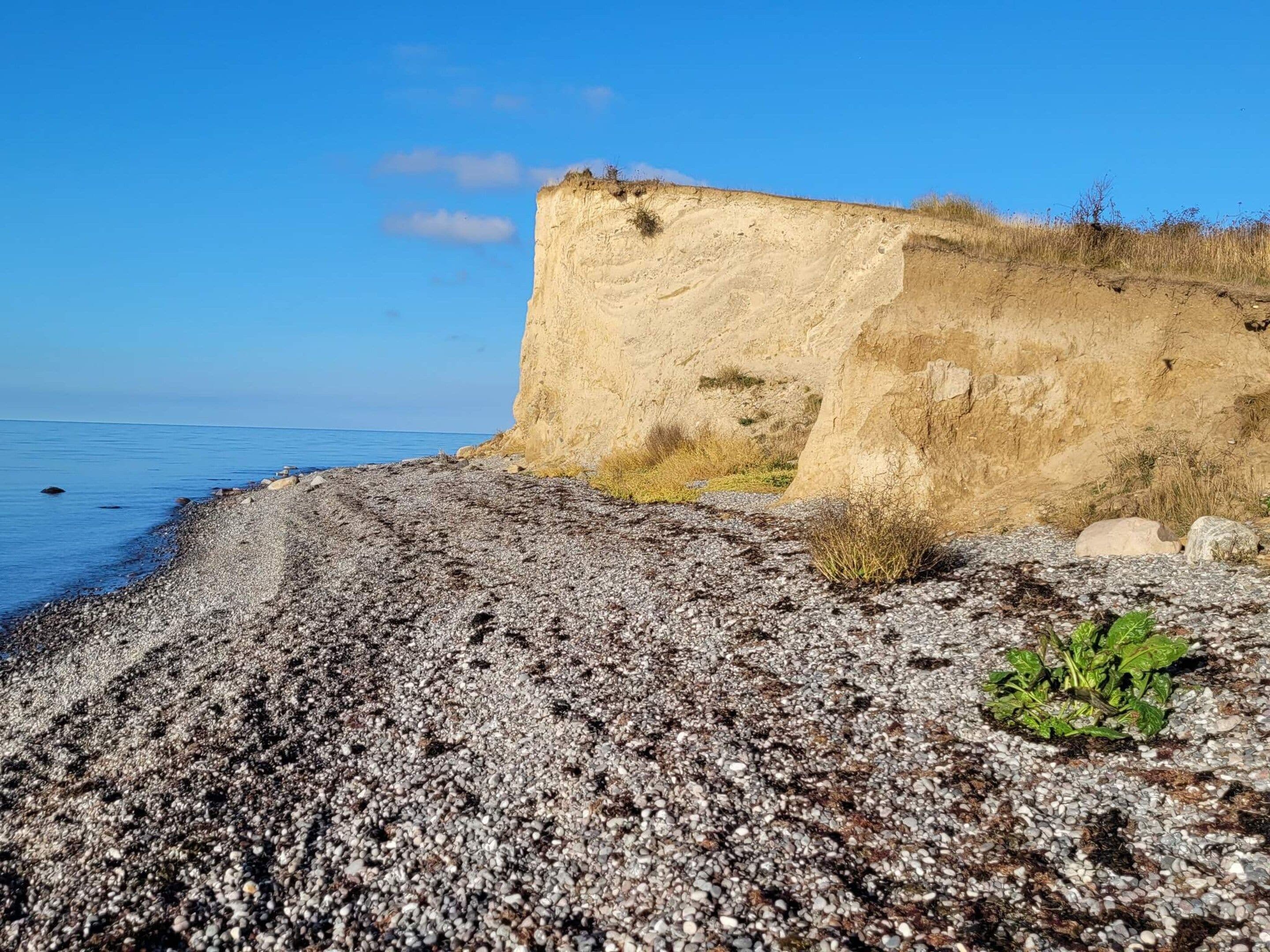 A rocky beach with a cliff and a small green plant.