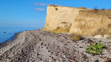A rocky beach with a cliff and a small green plant.
