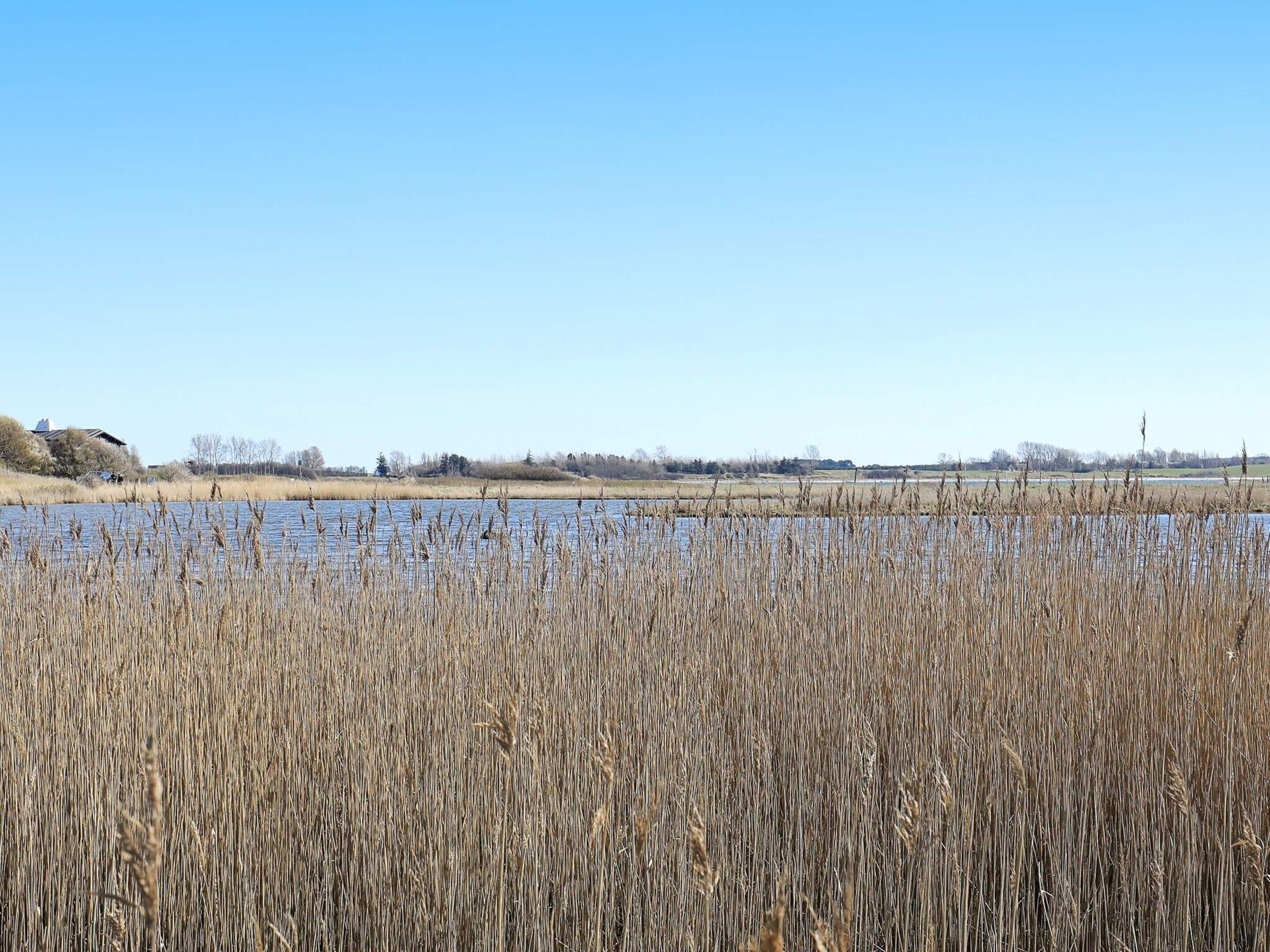 Een natuurlijk landschap met een waterpartij, rietkragen en een gebouw in de verte.