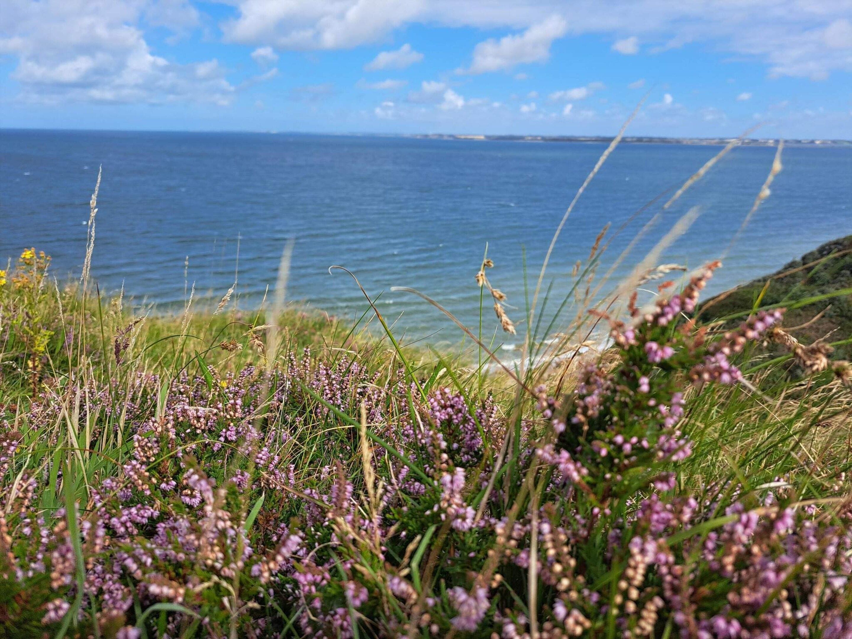A coastal landscape with grassy areas and purple flowers in the foreground, leading to a view of the sea and a distant shoreline.