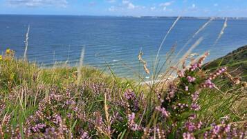 A coastal landscape with grassy areas and purple flowers in the foreground, leading to a view of the sea and a distant shoreline.