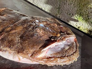 独立别墅 | 其他