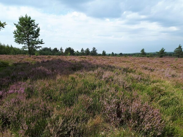 A natural landscape with a field of heather and a solitary tree. - 4 Person Holiday Home in Hovborg (Hovborg)