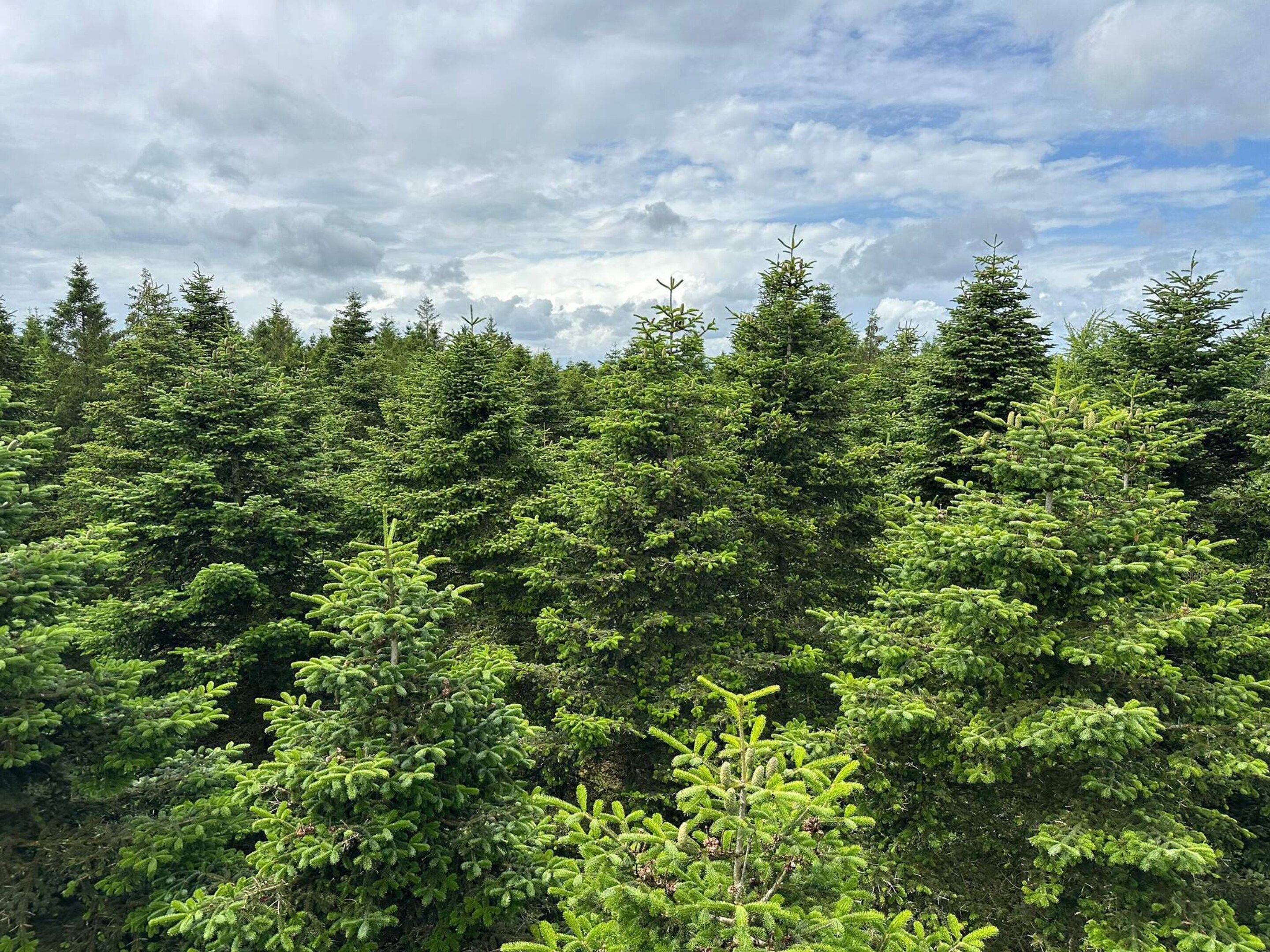 Ein dichter Wald aus Nadelbäumen unter bewölktem Himmel.