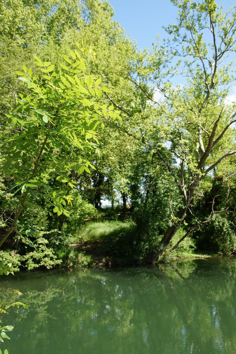 Un río tranquilo rodeado de abundante vegetación y árboles.