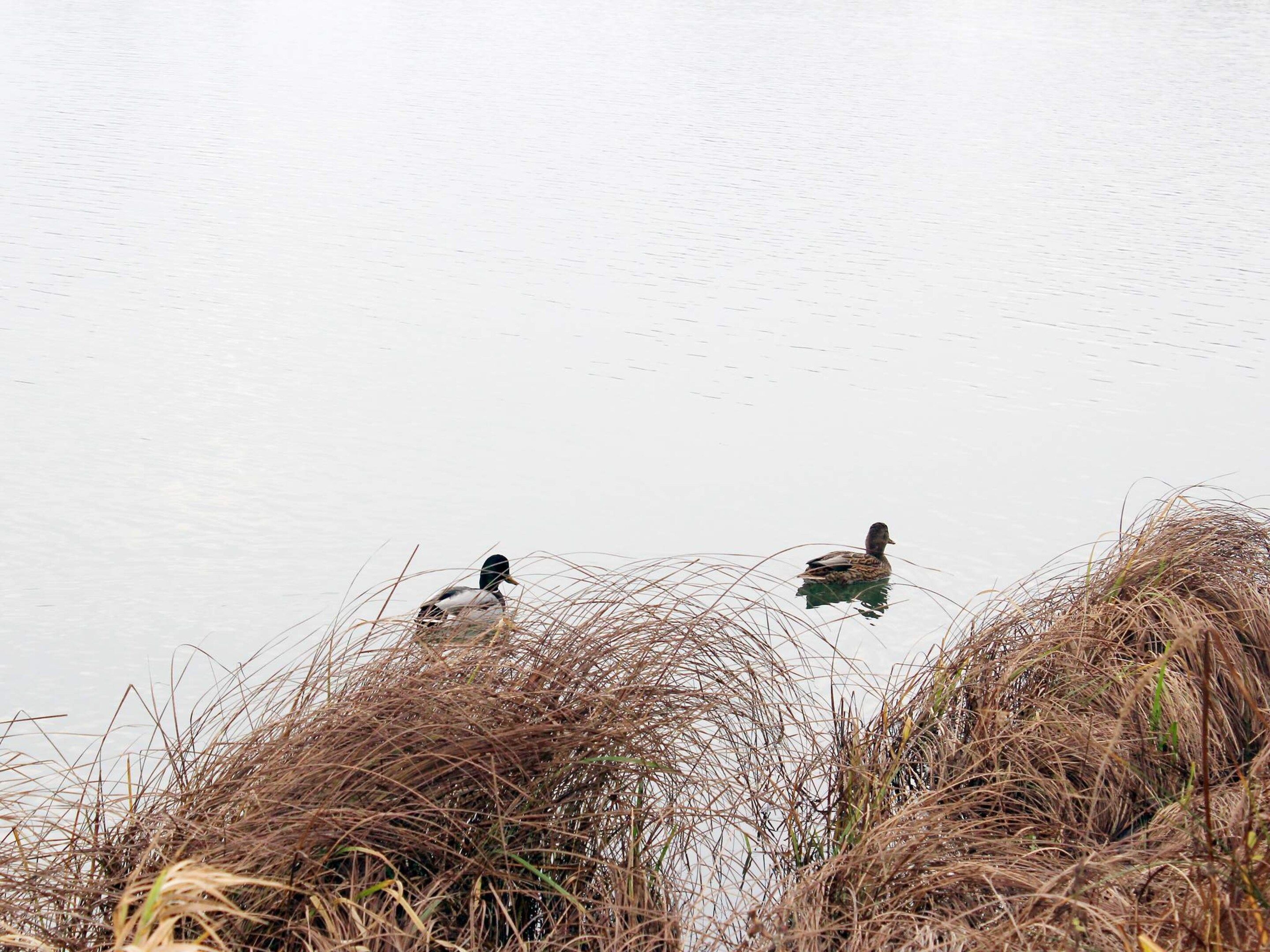 Two ducks swimming in a body of water surrounded by tall grasses.