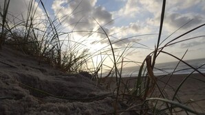 Ein Strand mit Dünen und spärlicher Vegetation.