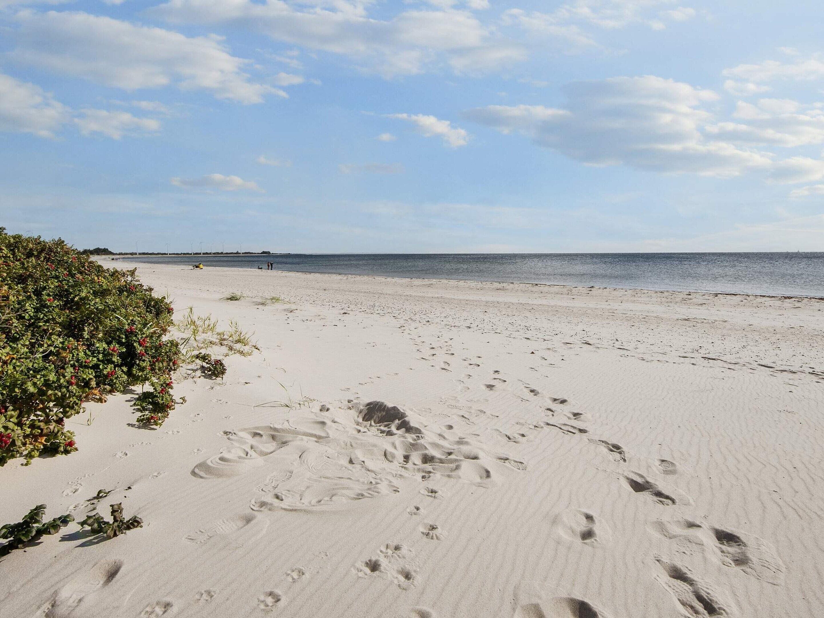 Ein sandiger Strand mit Fußabdrücken und einem Busch mit roten Beeren.