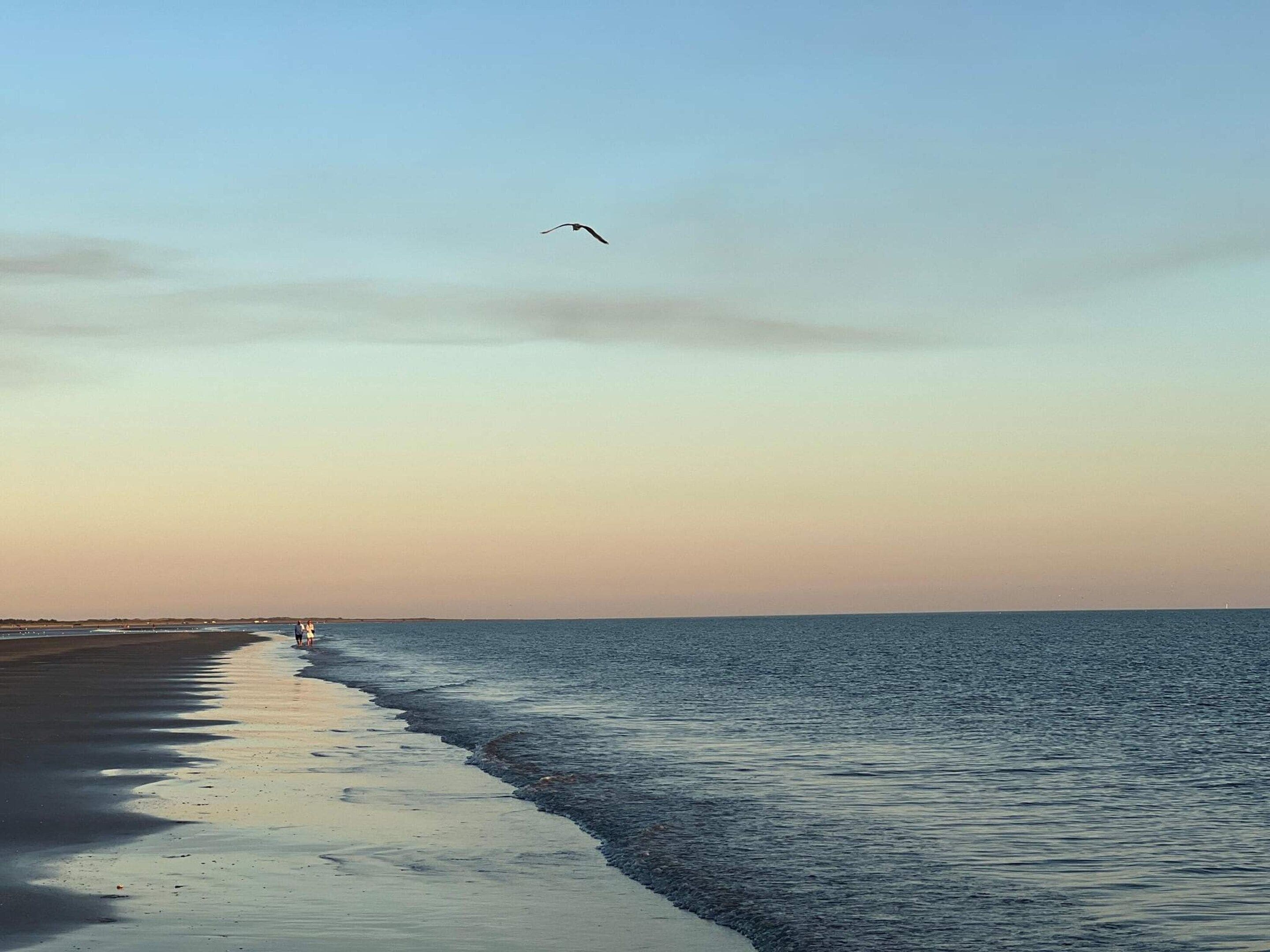 Une plage avec un ciel dégagé et un oiseau qui vole.