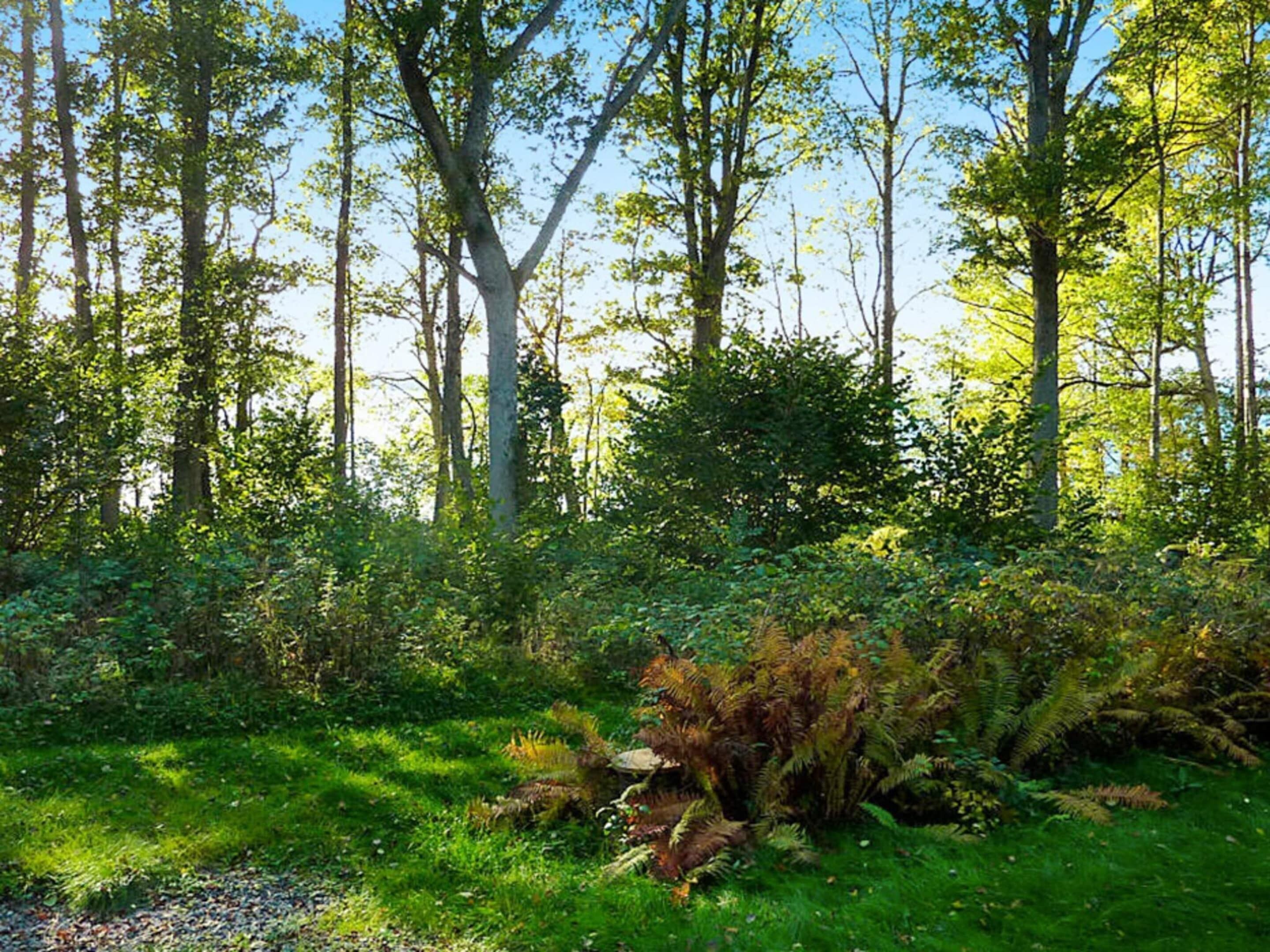 House | Property grounds