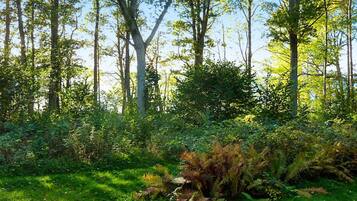 House | Property grounds