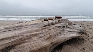 A large piece of driftwood on a sandy beach with the ocean in the background. - 5 Star Holiday Home in Ulfborg (Ulfborg)