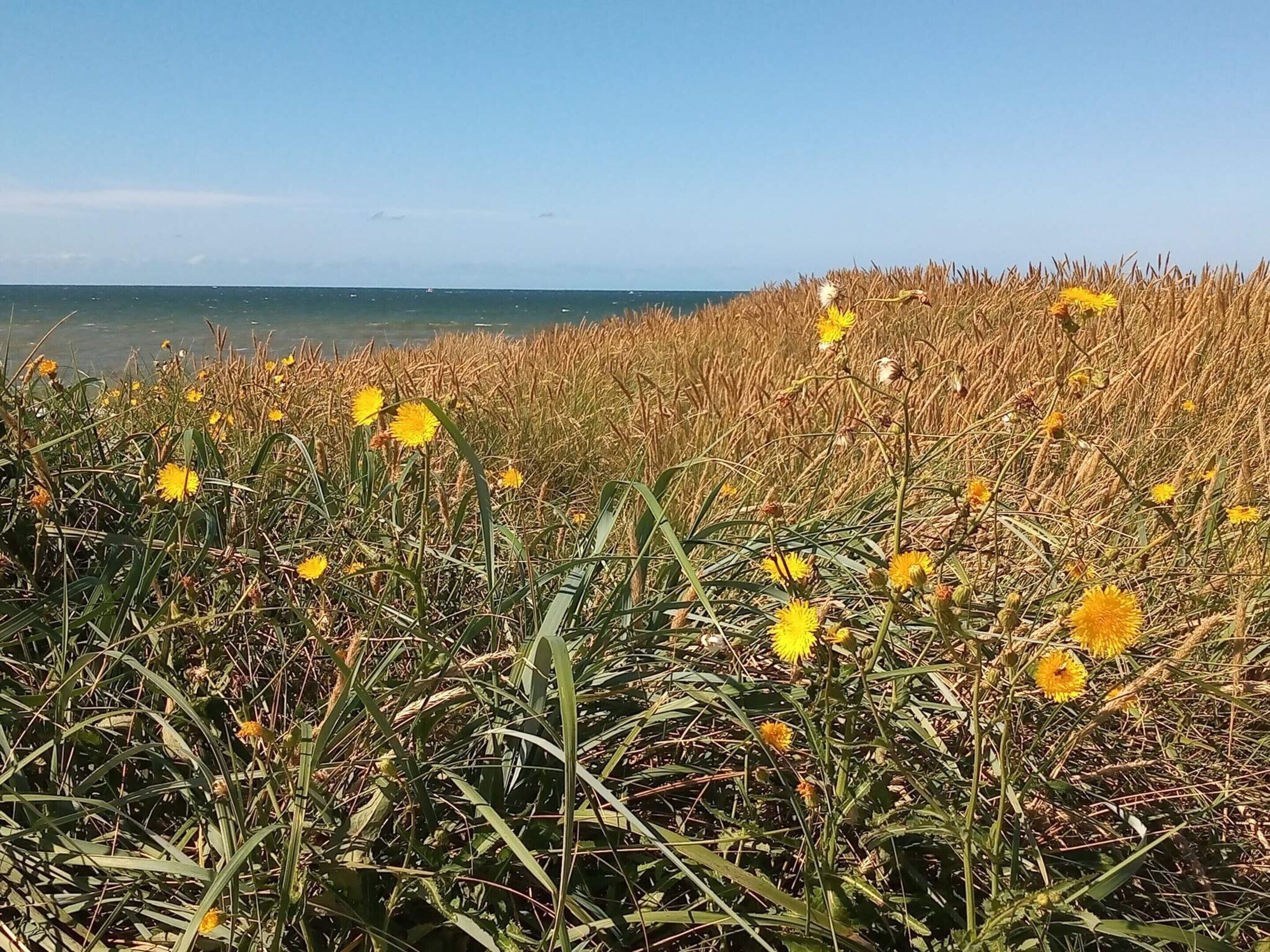 Een veld vol gele bloemen met uitzicht op de oceaan.