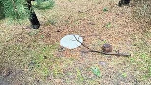 A natural outdoor setting with a leaf on the ground, a pine tree, and a small object on a stick. - 4 Person Holiday Home in Rodby (Rodby)