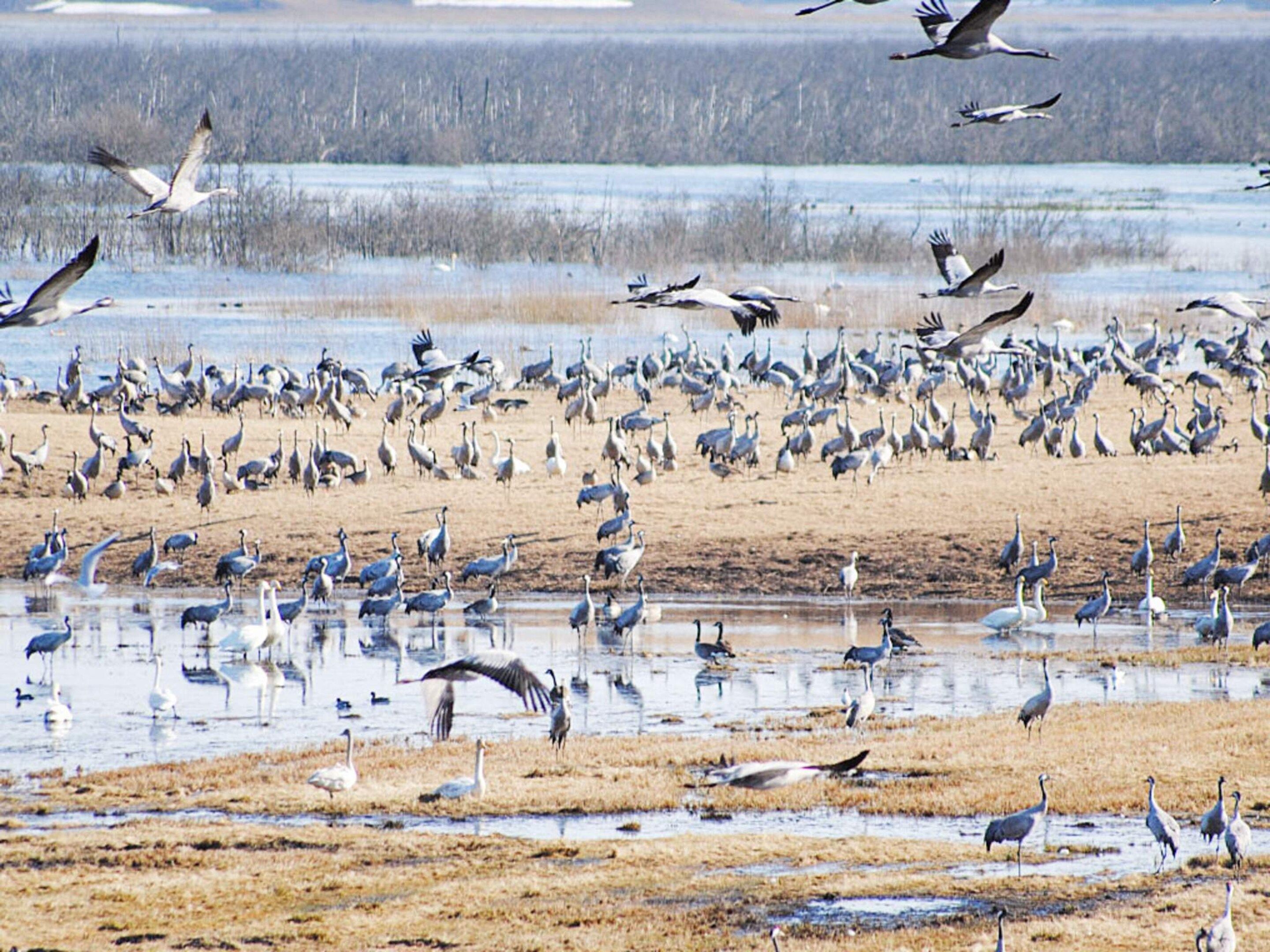 Eine große Vogelschwarml in einem Feuchtgebiet mit Wasser und Schlamm.