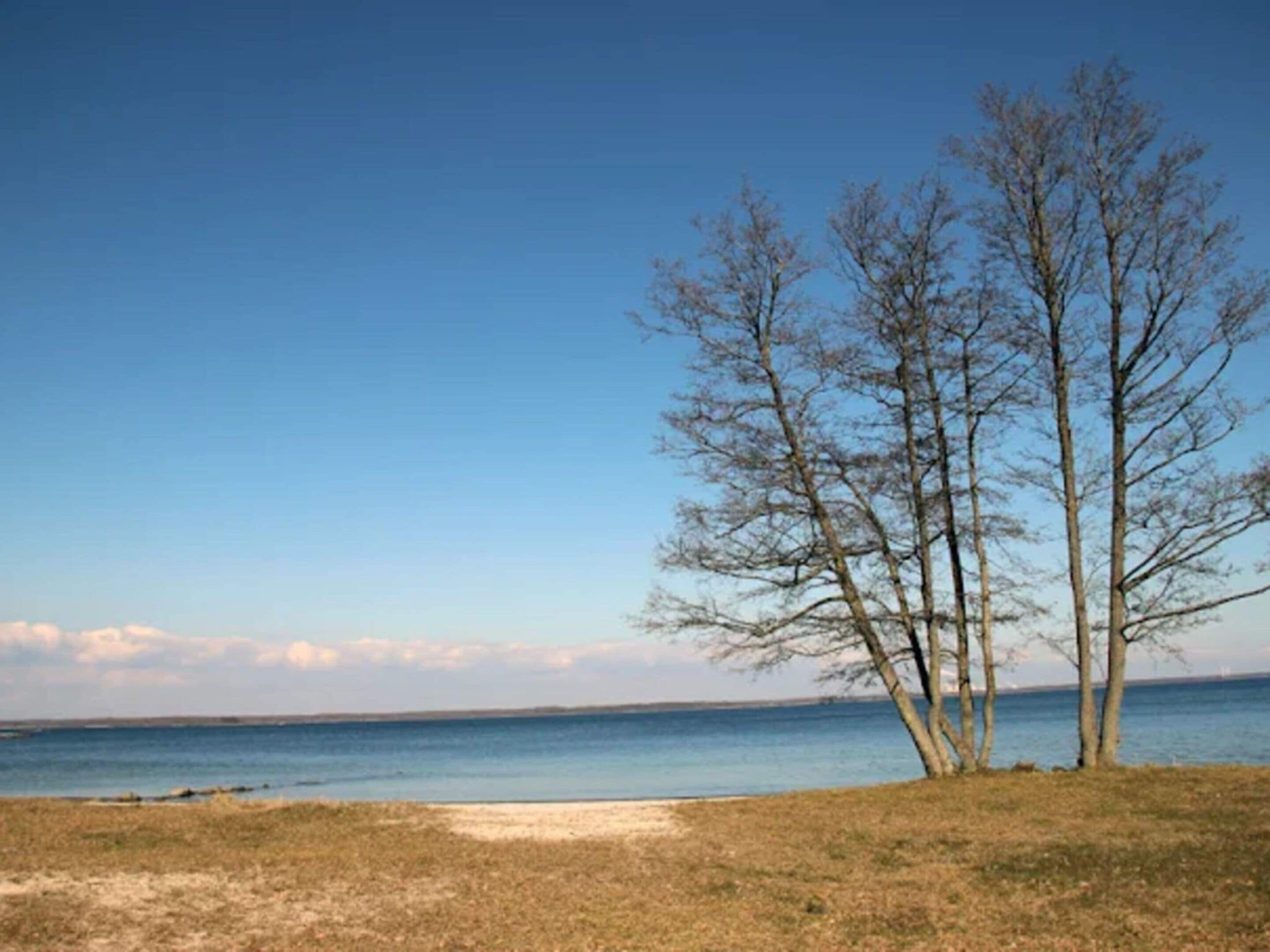 A beach with a clear sky, a sandy path, and leafless trees.