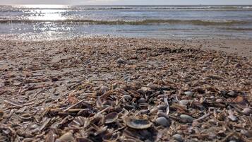 Una playa con diversos caracoles y restos dispersos sobre la arena.