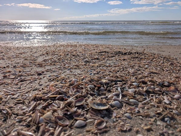 A beach with a variety of shells and debris on the sand.