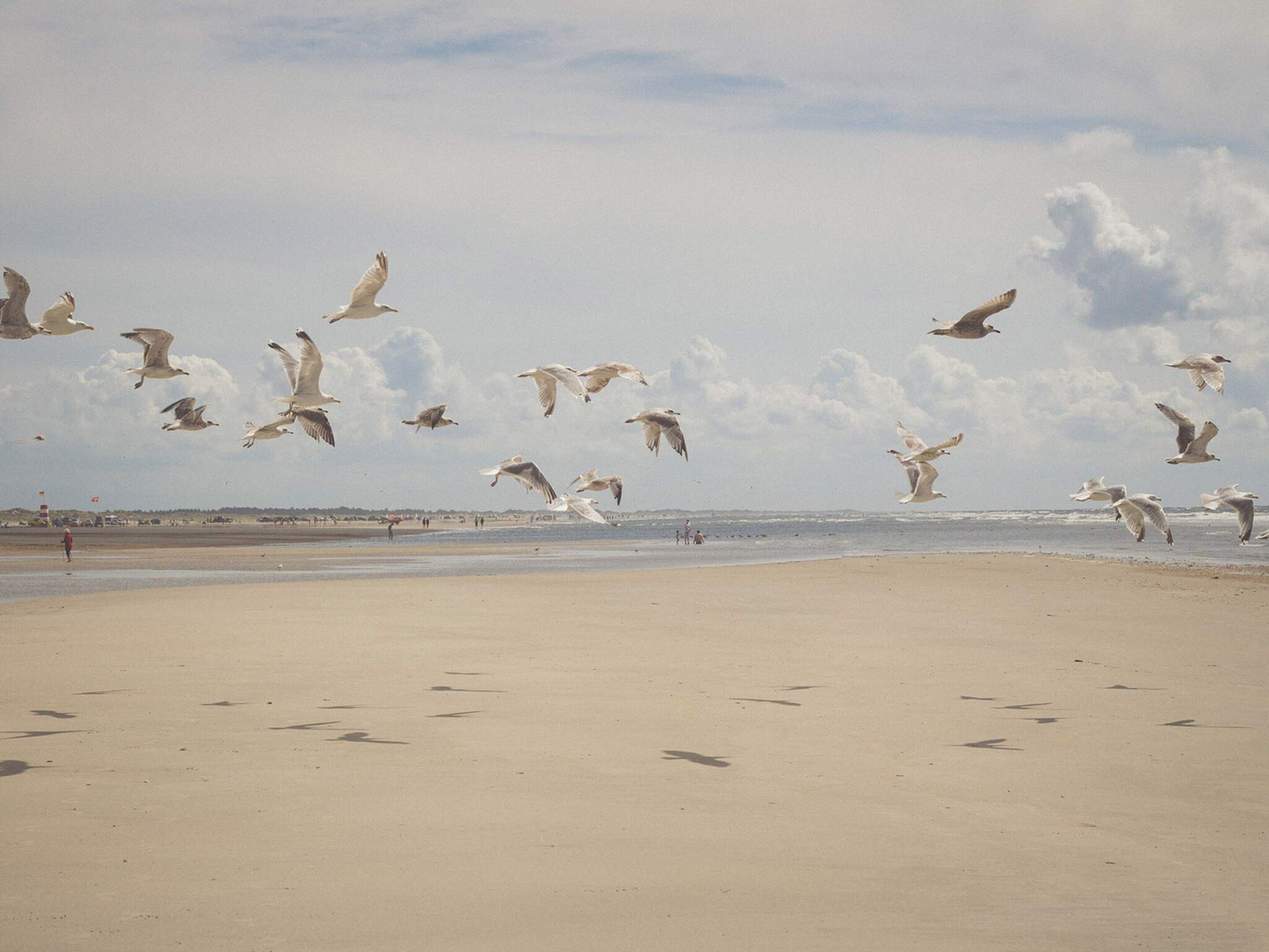 Una playa con arena y algunas personas.