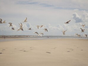 A beach with sand and a few people. - 4 Person Holiday Home in Fano (Fano)
