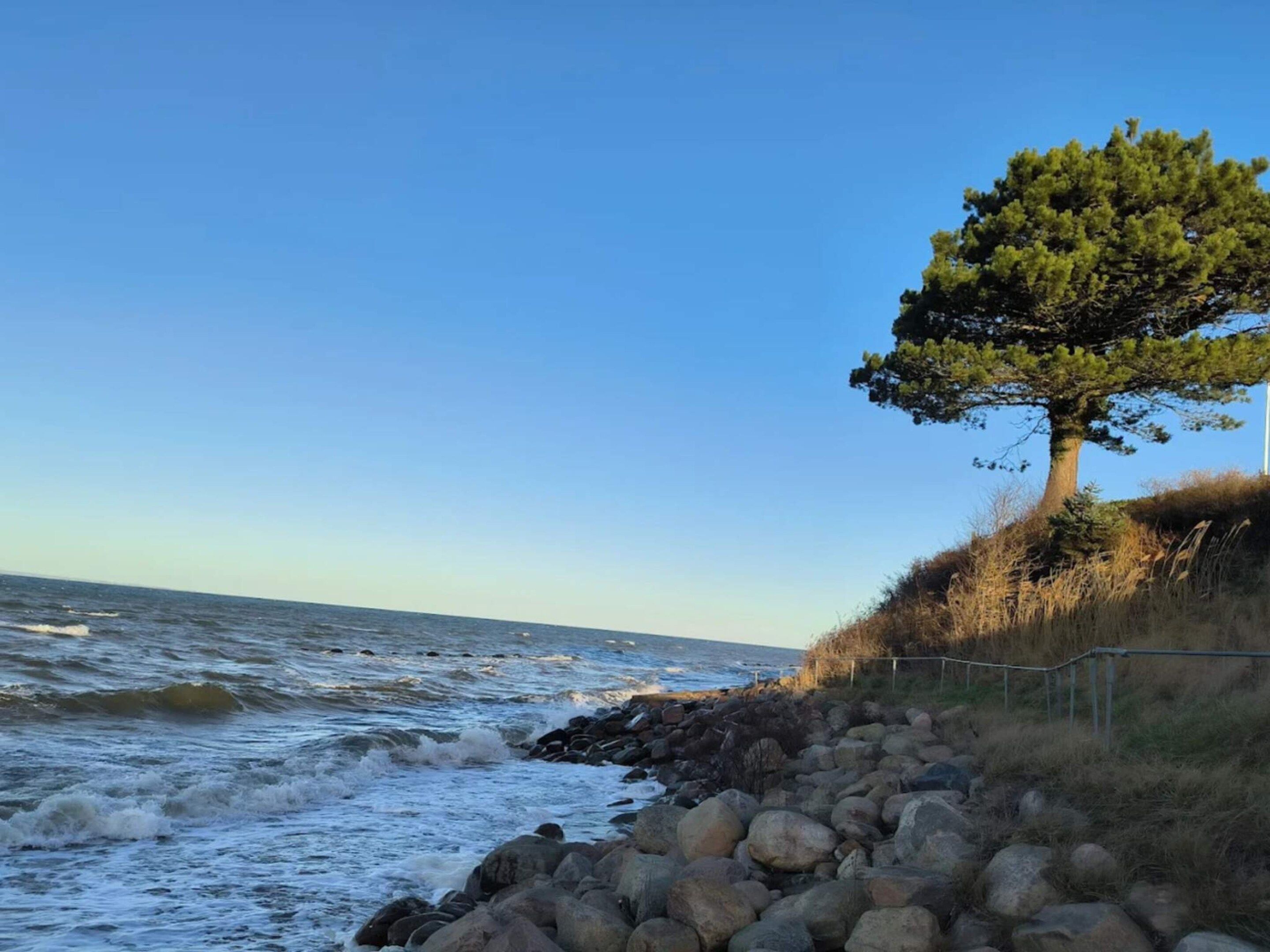 A coastal scene with a tree, rocky shoreline, and ocean waves.