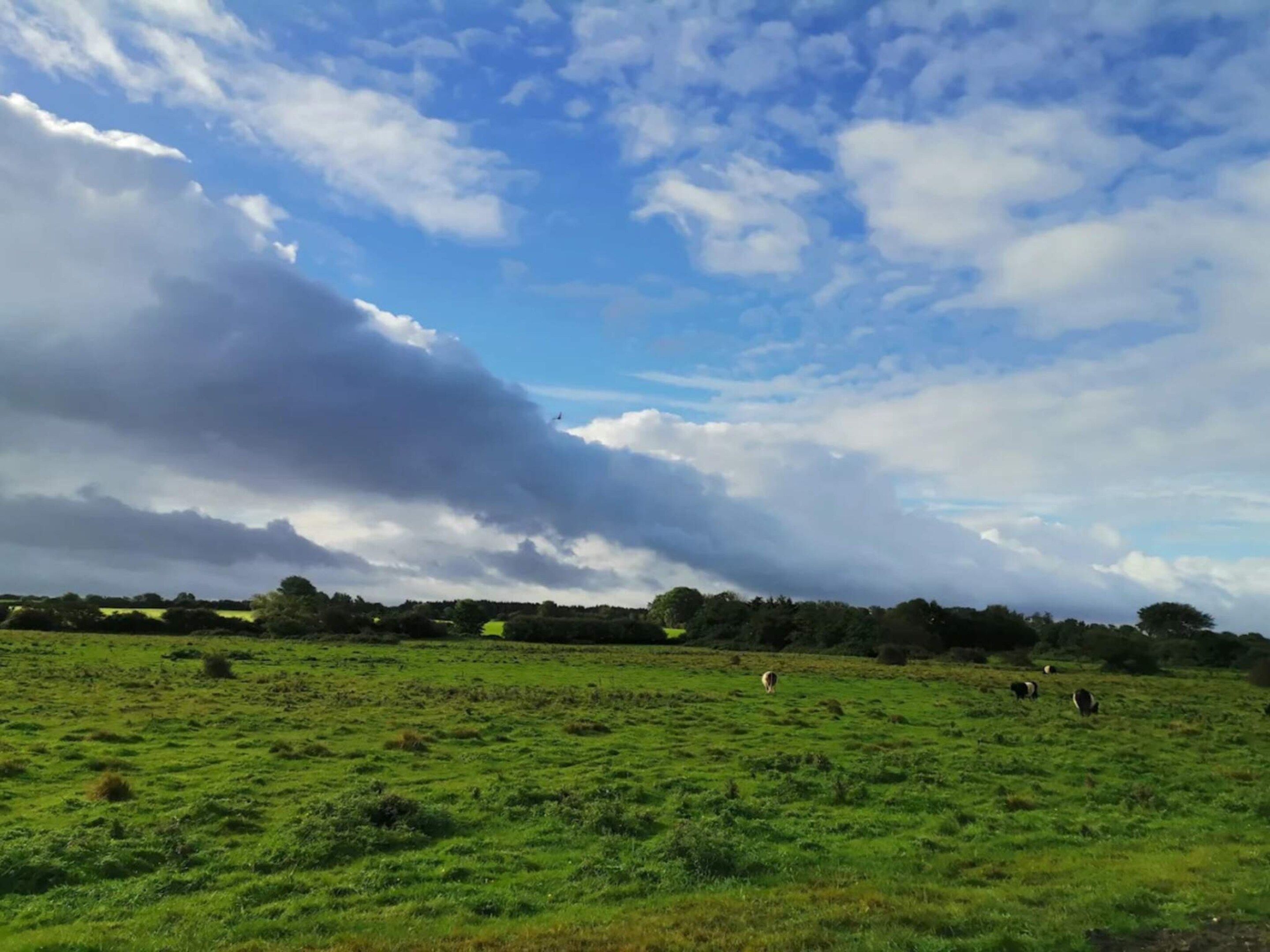 A wide-open field with a few cows grazing under a partly cloudy sky.