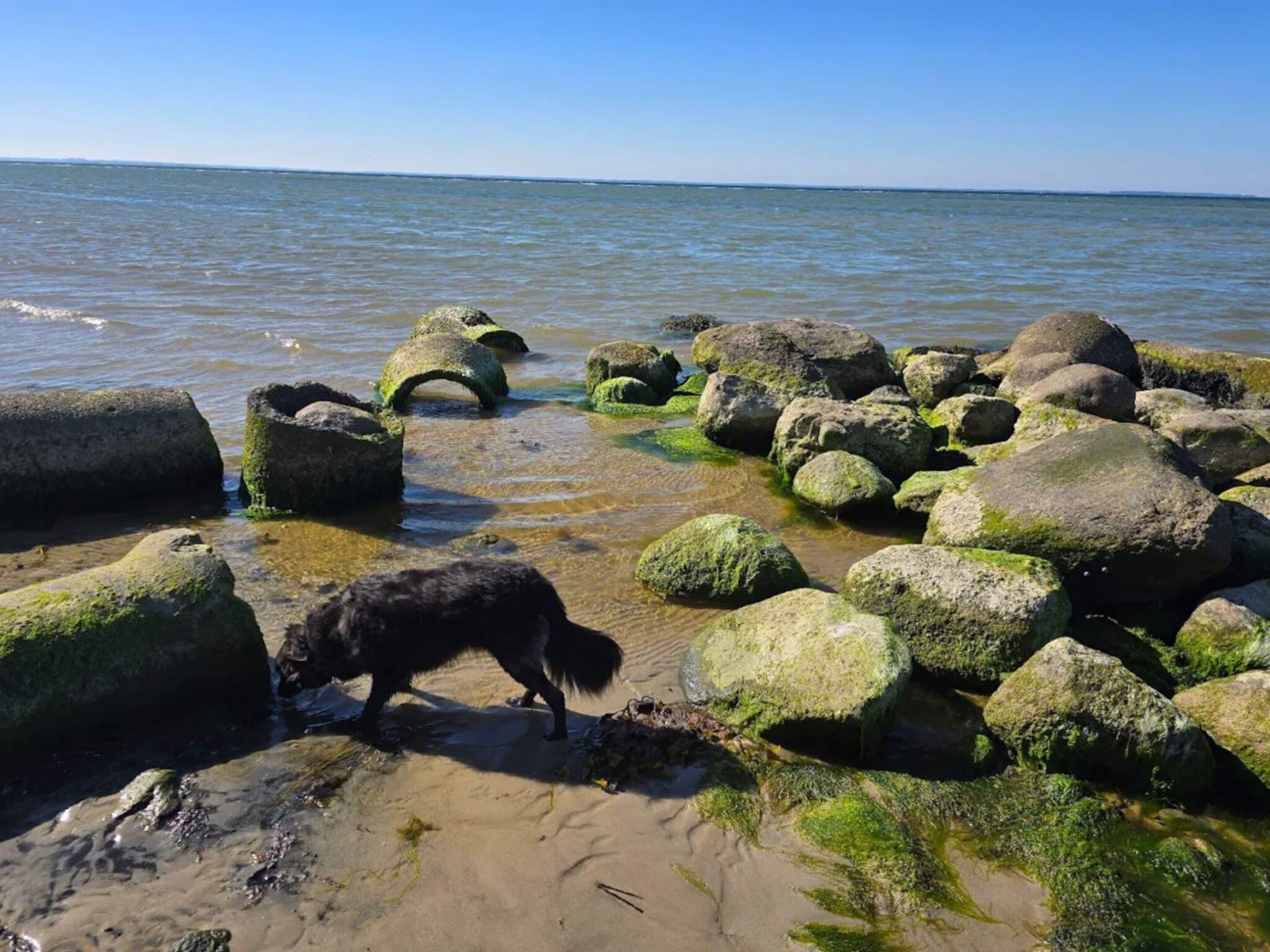 A beach with large rocks and a dog near the water.