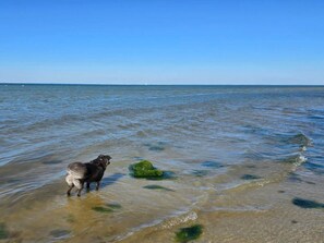 A dog standing in shallow water near a green rock.