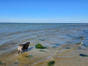 Un perro de pie en aguas poco profundas cerca de una roca verde.