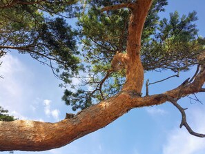 ハウス | その他