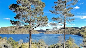 Deux grands pins se dressent devant un lac, sous un ciel bleu clair.