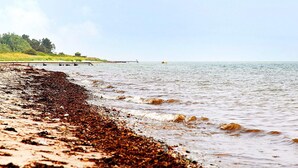 Een strand met een houten pier die zich uitstrekt over kalm water, een gazon met bomen en een heldere lucht.