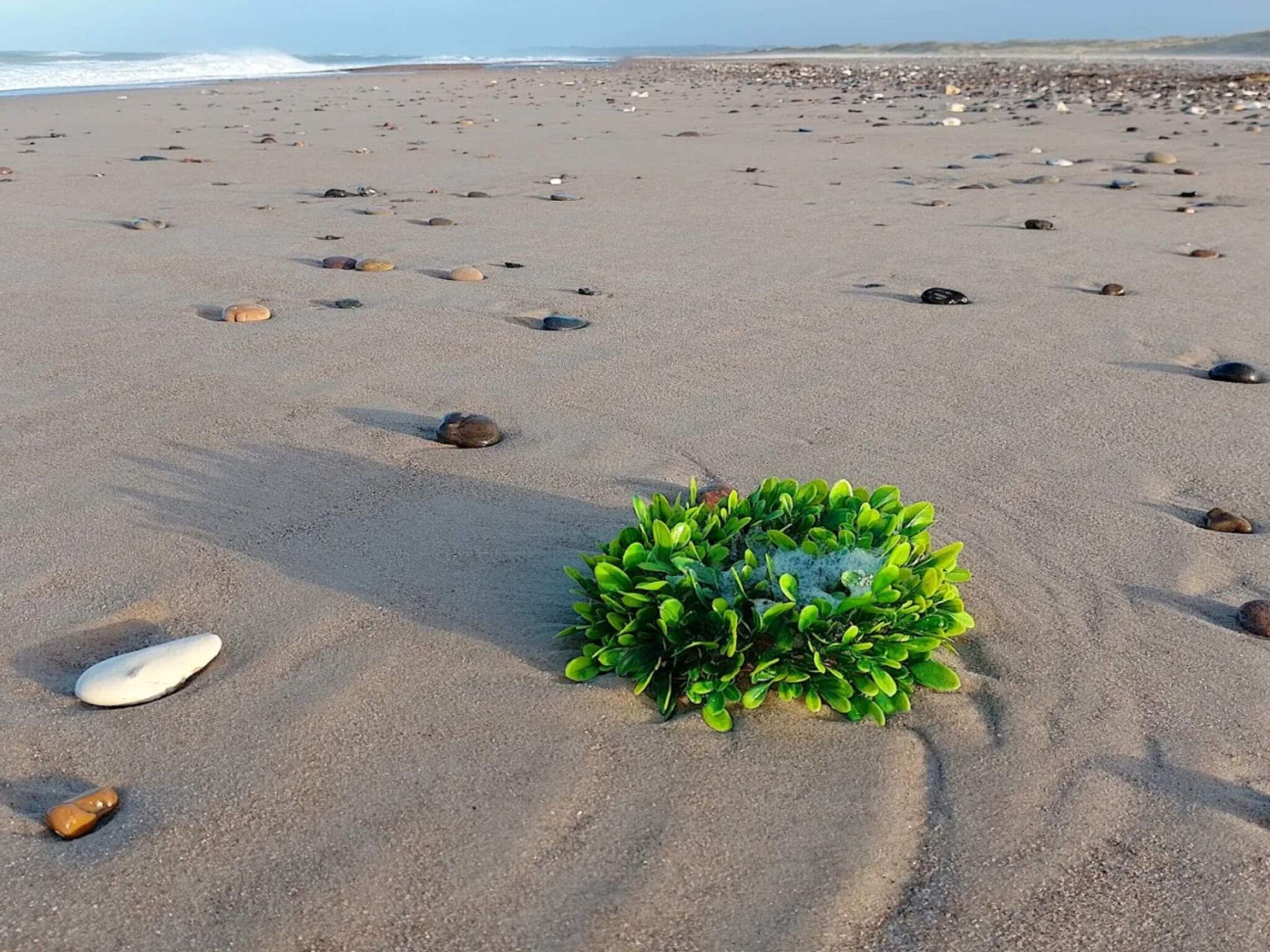 A sandy beach with scattered rocks and a small green bush.