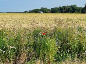 House | Miscellaneous - 6 Person Holiday Home in Albaek-by Traum (Jerup)