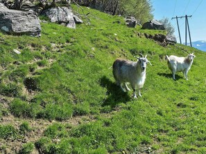 Apartment | Miscellaneous