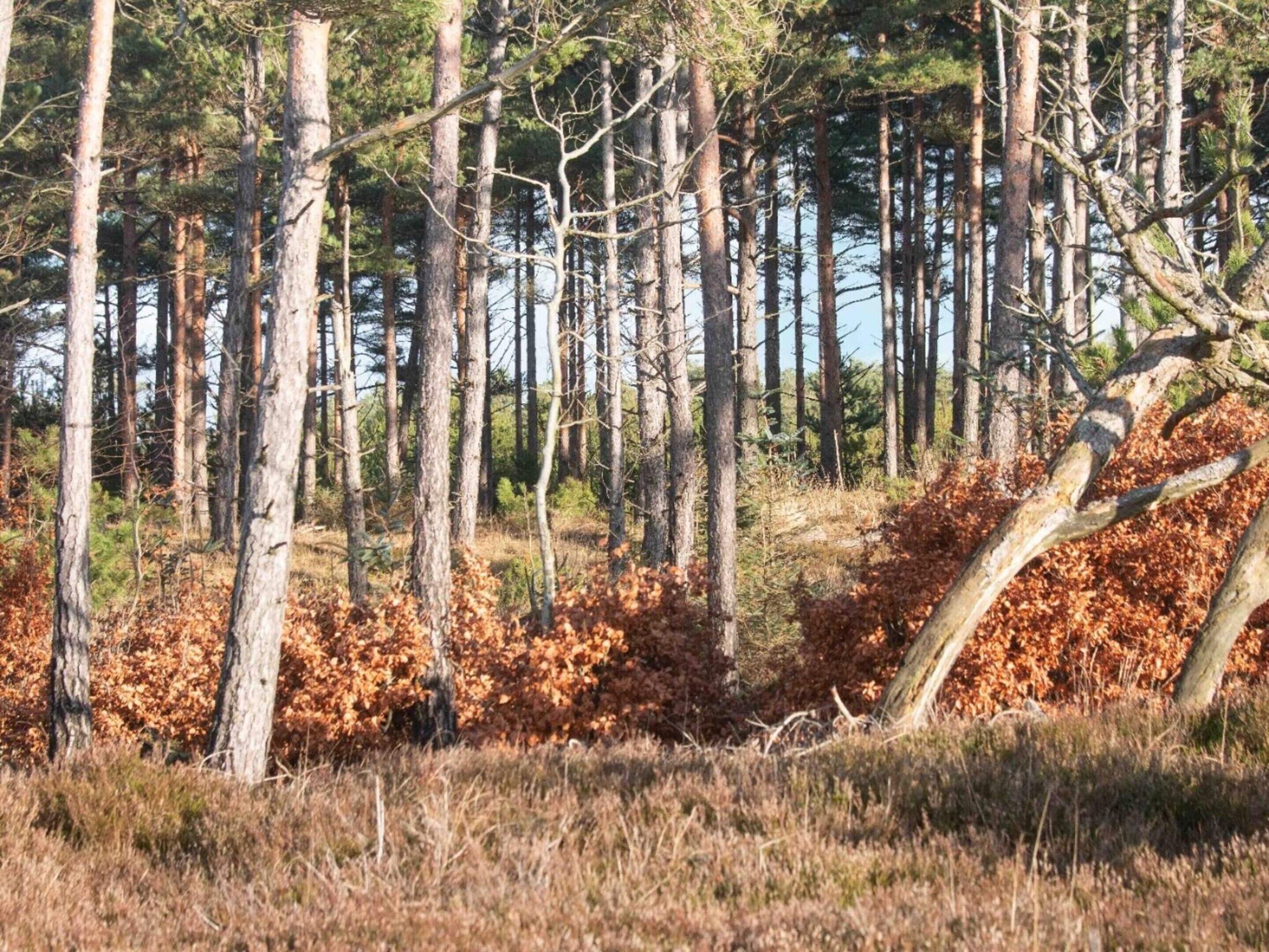 A forest with tall trees and a fallen tree in the foreground.