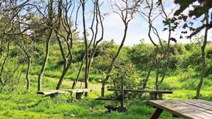 Un área de picnic con bancos y mesas de madera, rodeada de abundante vegetación y árboles.