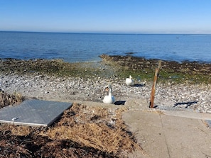 A pebbled beach with swans, a wooden post, and a metal bench.