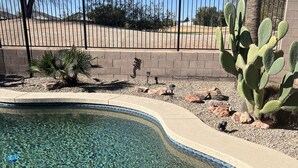 A clear pool with a pebble bottom, surrounded by a brick wall and a cactus plant. - Golfer's Paradise!!!-On Johnson Ranch Golf Course with pool! (San Tan Valley)