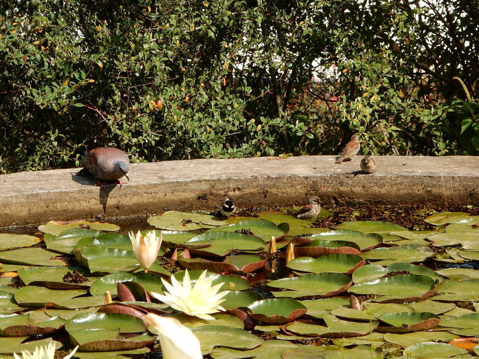 Un étang avec des nénuphars et des oiseaux.